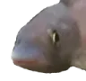 weirdfish