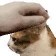 lennicPetPablo