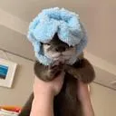 otterblanky