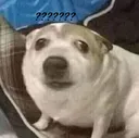 dog_huh