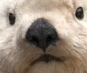 otterstare