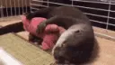 ottersleep