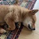 chintucomfy