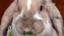 giantbunny Discord emoji
