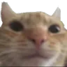catStare Discord Emoji