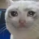 crycat