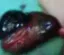 snail