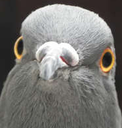 pigeon_irl Discord emoji