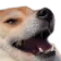 kekshiba
