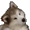 pesel