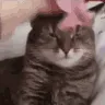transcendentcat
