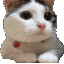 GIFCatNo Discord Emoji