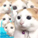 vien_khongcamxuk