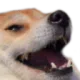 dogkek
