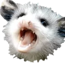 opossum1