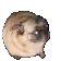pugPls