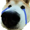 crydognose