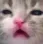 kittysadcat