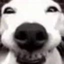 smiledog Discord emoji