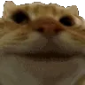 fastcatyes