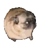 PugDance