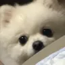 bliss_cdogstare