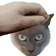 pat
