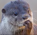 OtterThink