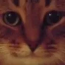 cat3