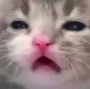 hatory_catt4