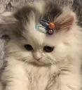 hatory_catt5