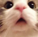 hatory_catt6