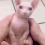Bingus_Pelado Discord emoji