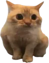 spoingus