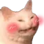 blushkitku