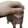 cattepetfast cattepetfast