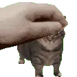 cattepetslow