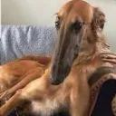 SnoopaStare