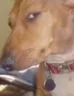 dog_ayobruh