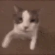 zoro00Catt Discord Emoji