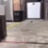 ZennyHippo