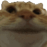 gatosi Discord emoji
