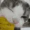 120_catnom