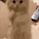 begkitty