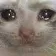 sadcat sadcat