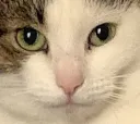 coco_stare