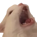 screaming_cat