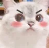 SOCKkittenmadblush