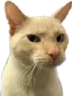 SCsussybaka SCsussybaka