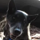 bestboy